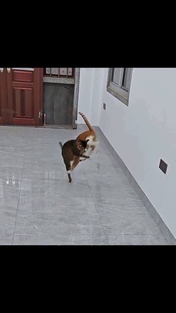 финт кота
