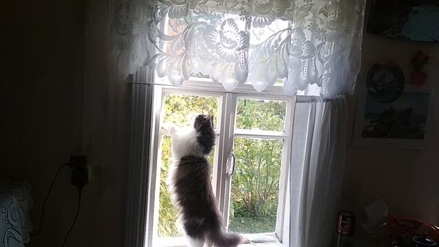 Муся-охотница!