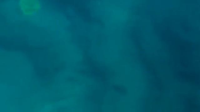 Sea Turtle in Beirut, Lebanon