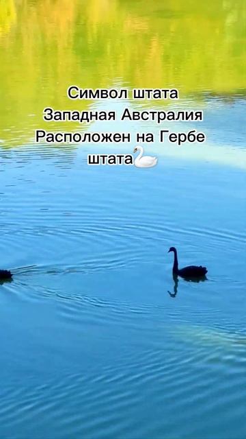 Черный лебедь❤️🦢Редкие птицы|Дендропарк Шекветили|Black Swan#батуми#swan#лебедь#birds