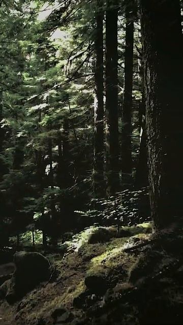 Dark Forest Premiere Pro Lut #shorts