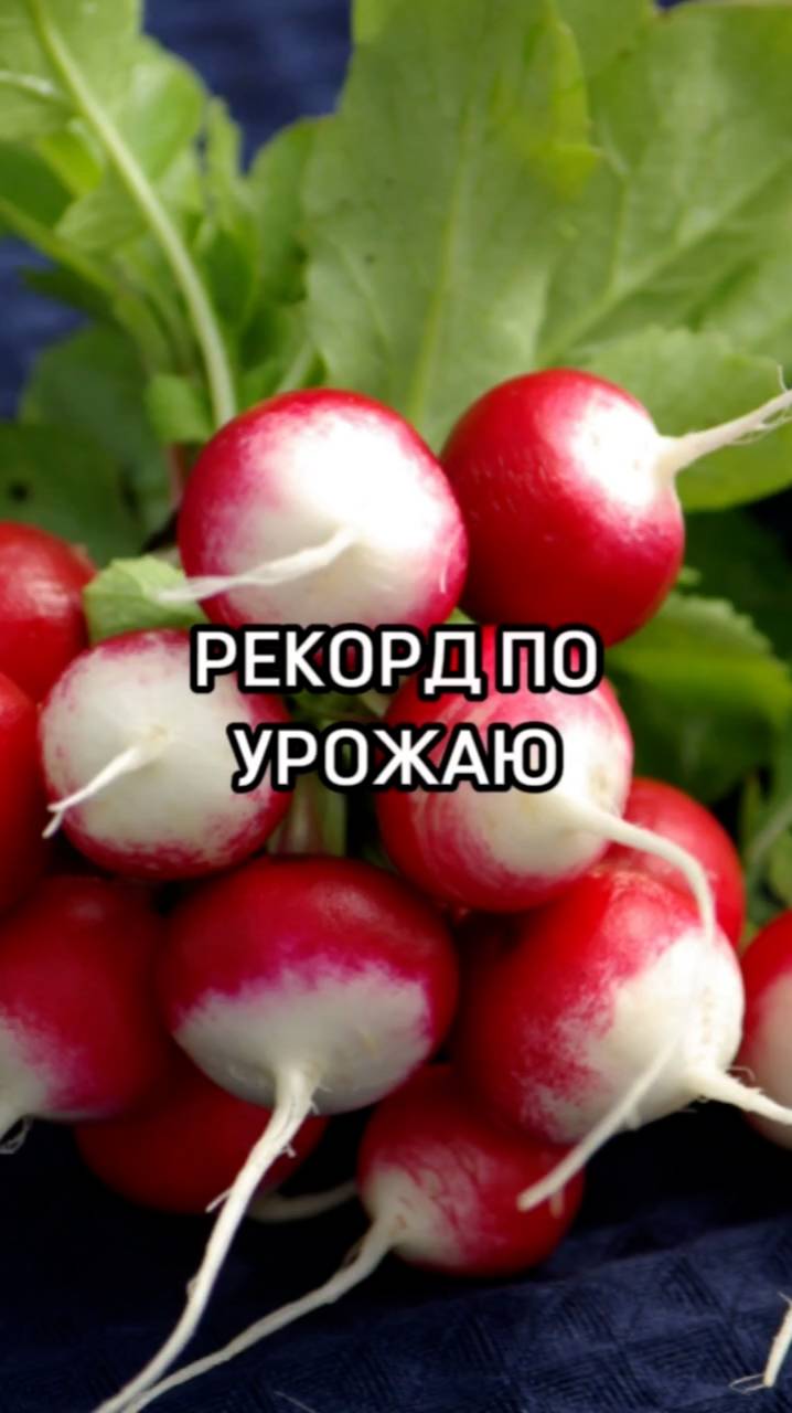 Рекорд по урожаю редиса!