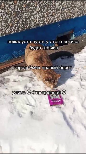 котик