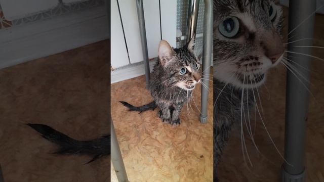 Шлема искупался и смотрит в окно