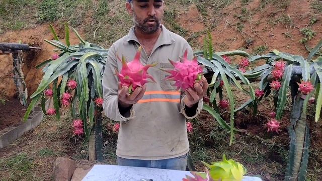 Pitaya Red Rose,variedade auto fértil e produtiva.