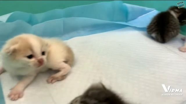мама/_я не одам котёнка это мой малш)! обезеана не одаёт катёнка
