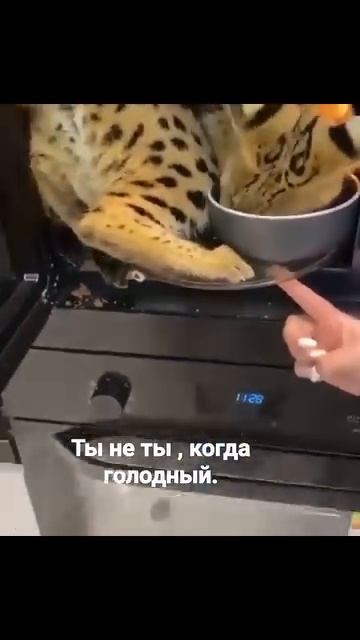 ты не ты, когда голоден, особенно если ты кот.😻 🤣