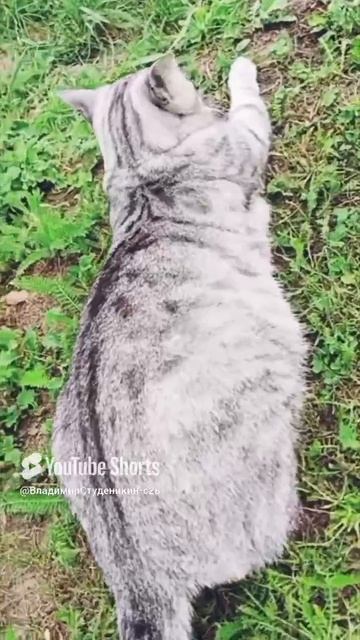 Летние 🌅 деньки 🐯🦁🐆🐅🐈🐱🤪