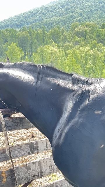 Боксер 🐎