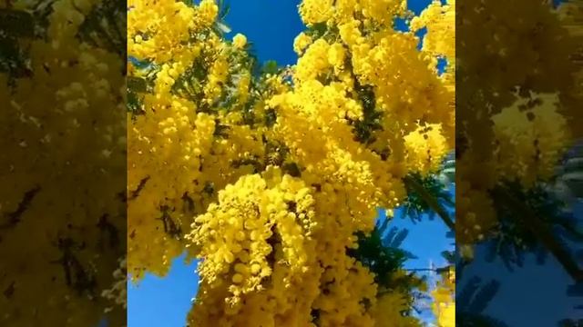 Сейчас в Абхазии пик цветения мимозы