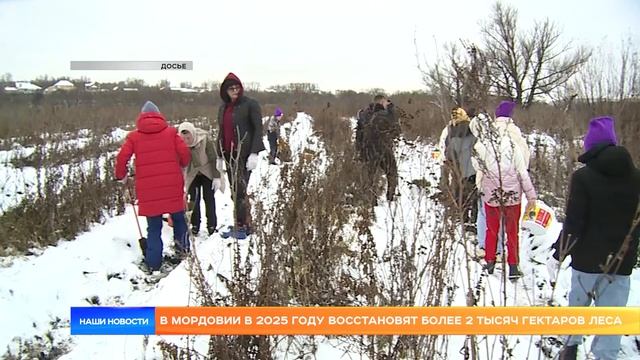 В Мордовии в 2025 году восстановят более 2 тысяч гектаров леса