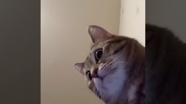 VID-20250311-WA0068.mp4