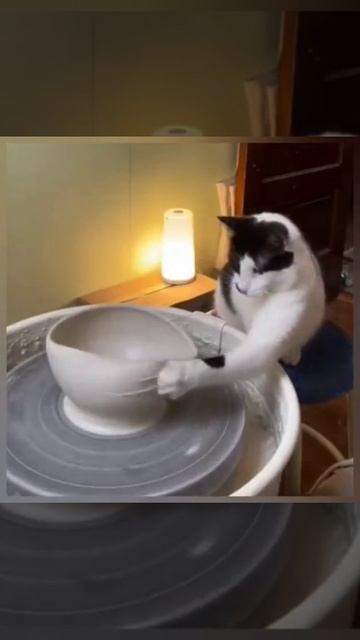 Кот любит глину