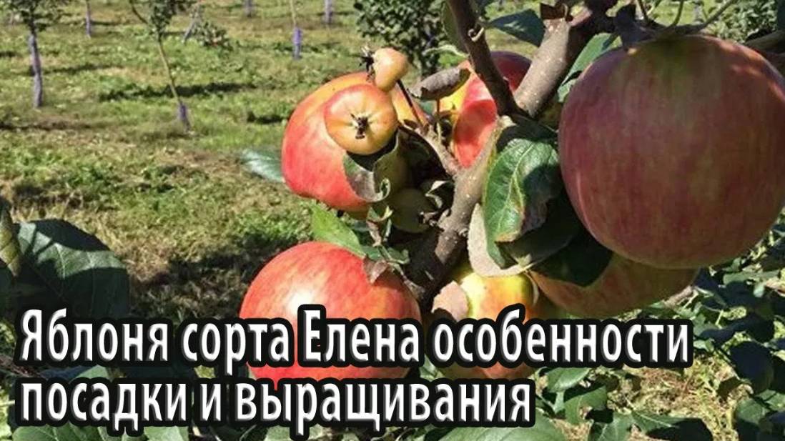 Яблоня сорта Елена особенности посадки и выращивания
