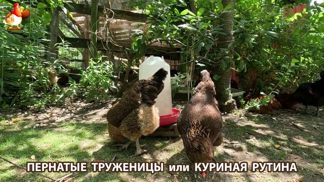 Куры несушки свободного выгула и их обычная куриная рутина – эпизод (95)