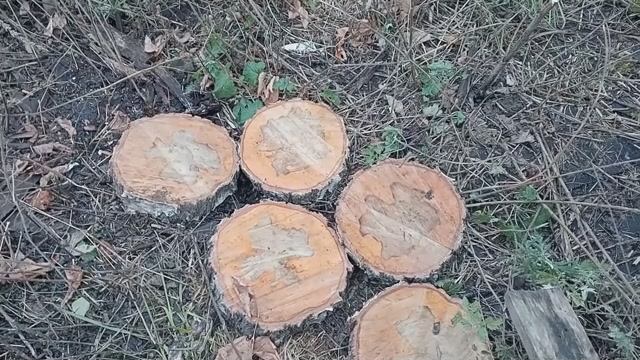 Березовые  спилы в шпальтомник за гаражом.