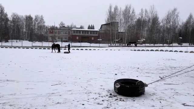 Обучение лошади.Работа на вожжах.Онлайн ученики  Horse Familу  из Чебоксар