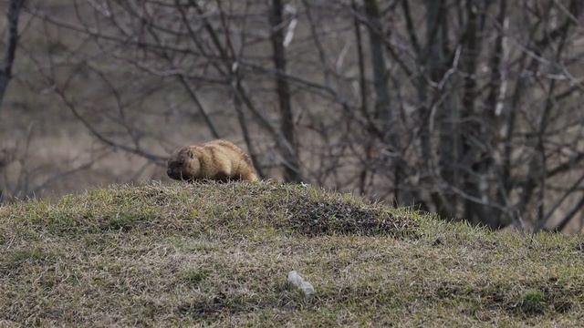 Сурки, только вылезшие из норок. Видео Д.Черкасова