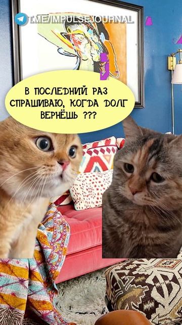 Сколько можно #мыкотики #вмем #разговор #анекдот #шутки #животные #юмор #кошки #смешное #мемы