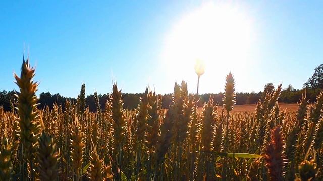 Удивительно красивые колоски на летнем поле. Наслаждение пейзажем на видео.