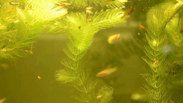 Pineapple swordtail
