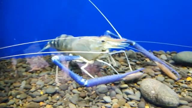 Macrobrachium Rosenbergii