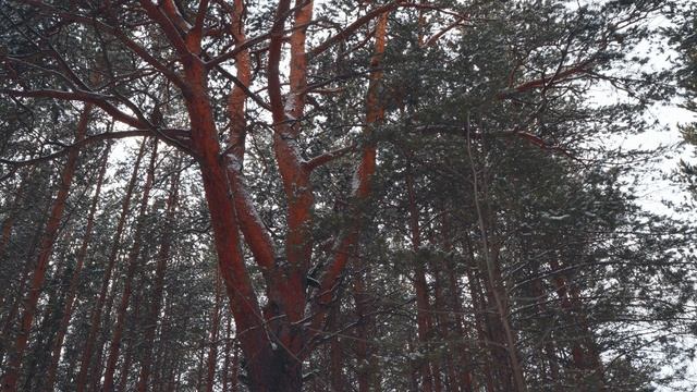 Лесные секреты. Раскидистая огромная сосна. Идет снег в лесу. Видео 4К.