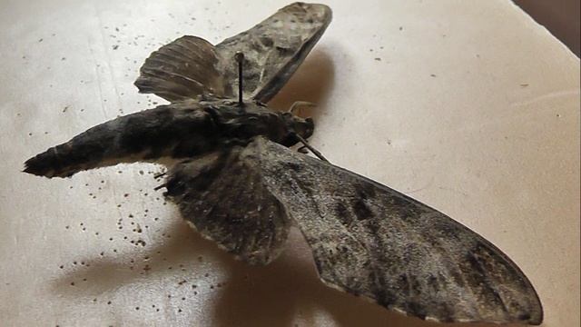 БРАЖНИКИ: 363. Notonagemia scribae (Бражник Магнолиевый)