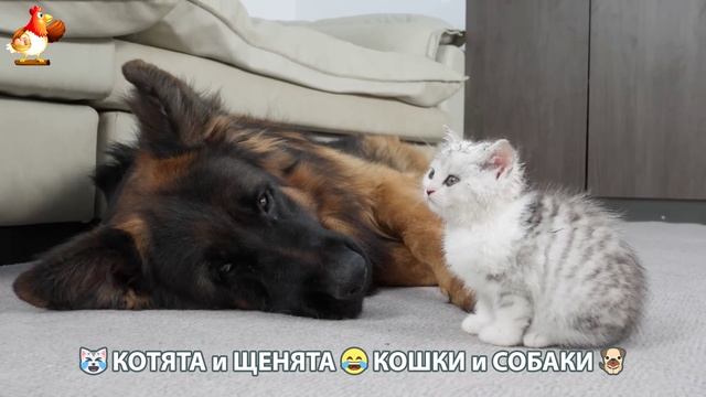 Котята и Щенята 😹 Кошки и Собаки ❣️🥰😂 (17)