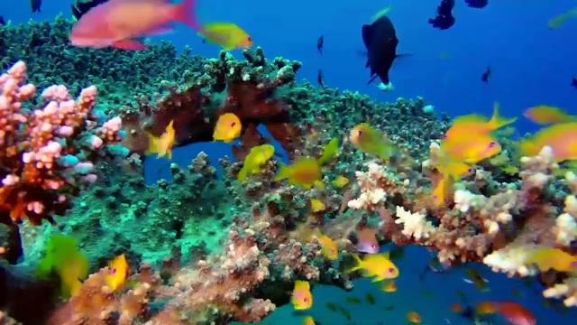 АКВАРИУМ. Aquarium