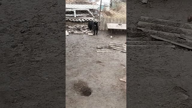 VID20250313090909