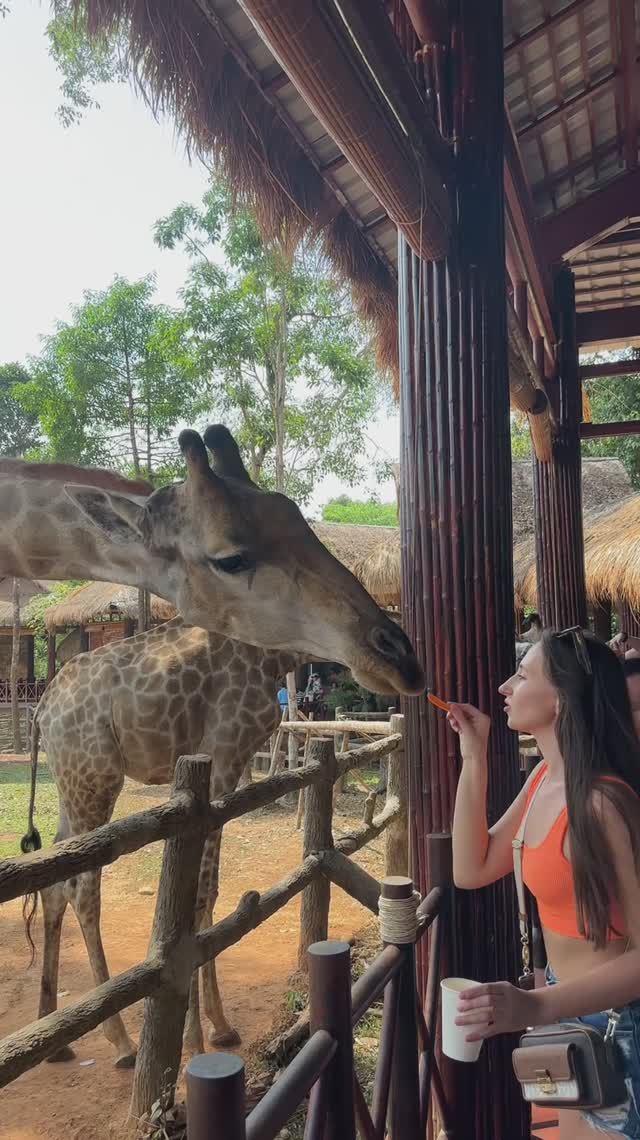 Вы можете покормить жирафа в VinPearl Safari Phu Quoc