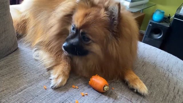 Pomeranian Dog ( Nugget ) eating carrot - crunching sound ASMR
