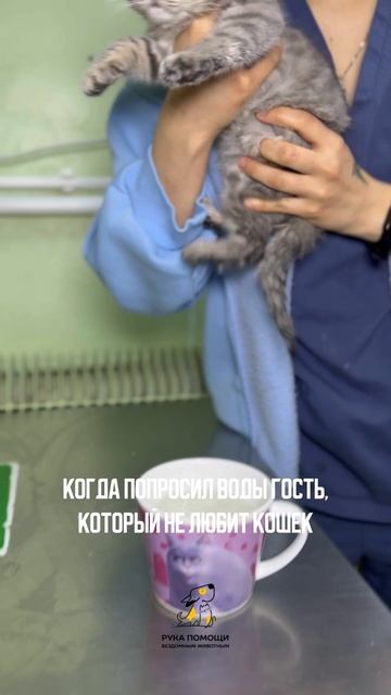 Как подавать воду гостю, которы не любит кошек. Поддержать⬇️
