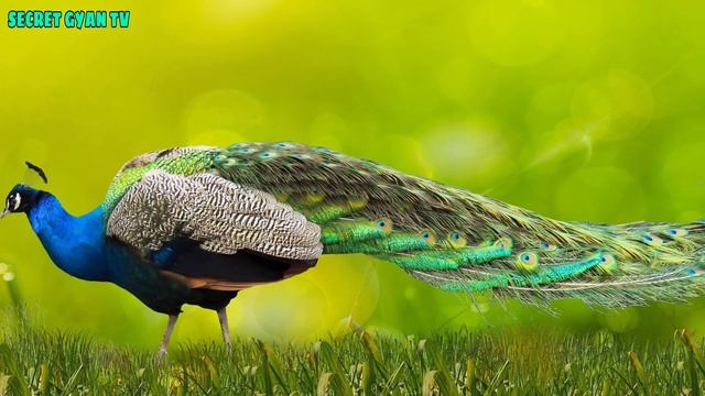 मोर मोरनी संबंध कैसे बनाते है देख लो | Amazing Facts About Peacock in Hindi | Peacock