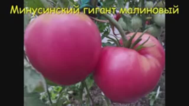 ТОМАТЫ. Крупноплодные сорта томатов.