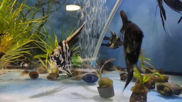 Скалярии 2019 07 21 20 07 48