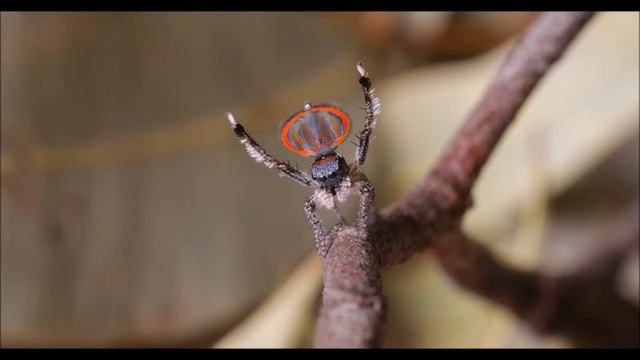 Maratus elephans