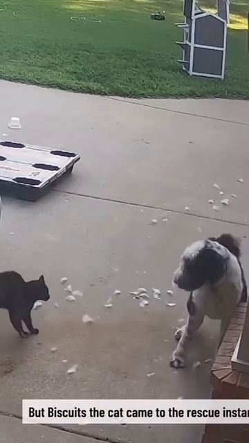 Кот спаситель.