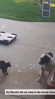 Кот спаситель.