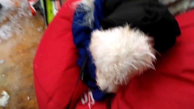 Kranjska Gora 1.1 2018 Kiki ziv leden
