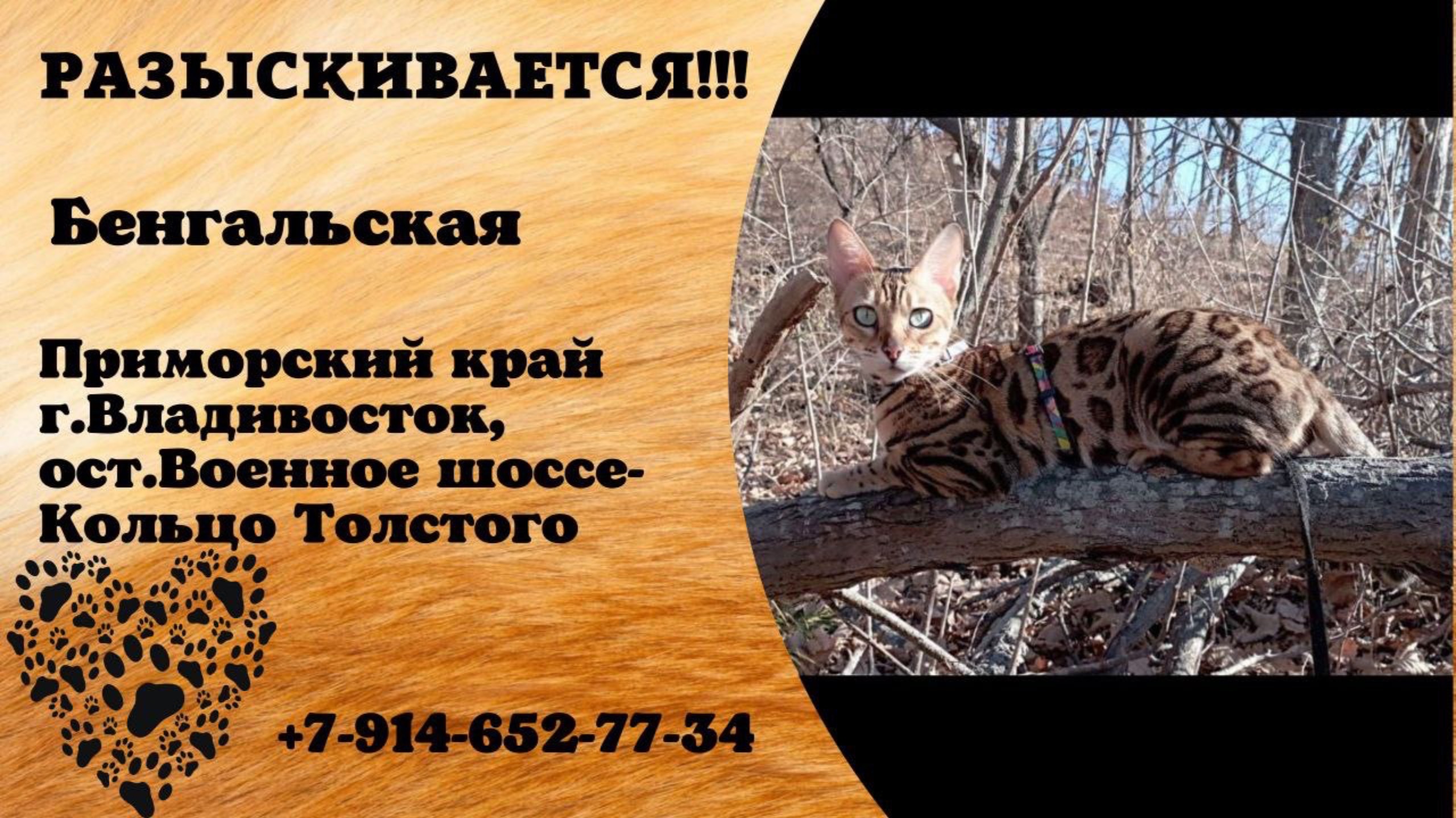 Пропала кошка! Бенгальская. Приморский край, г.Владивосток.