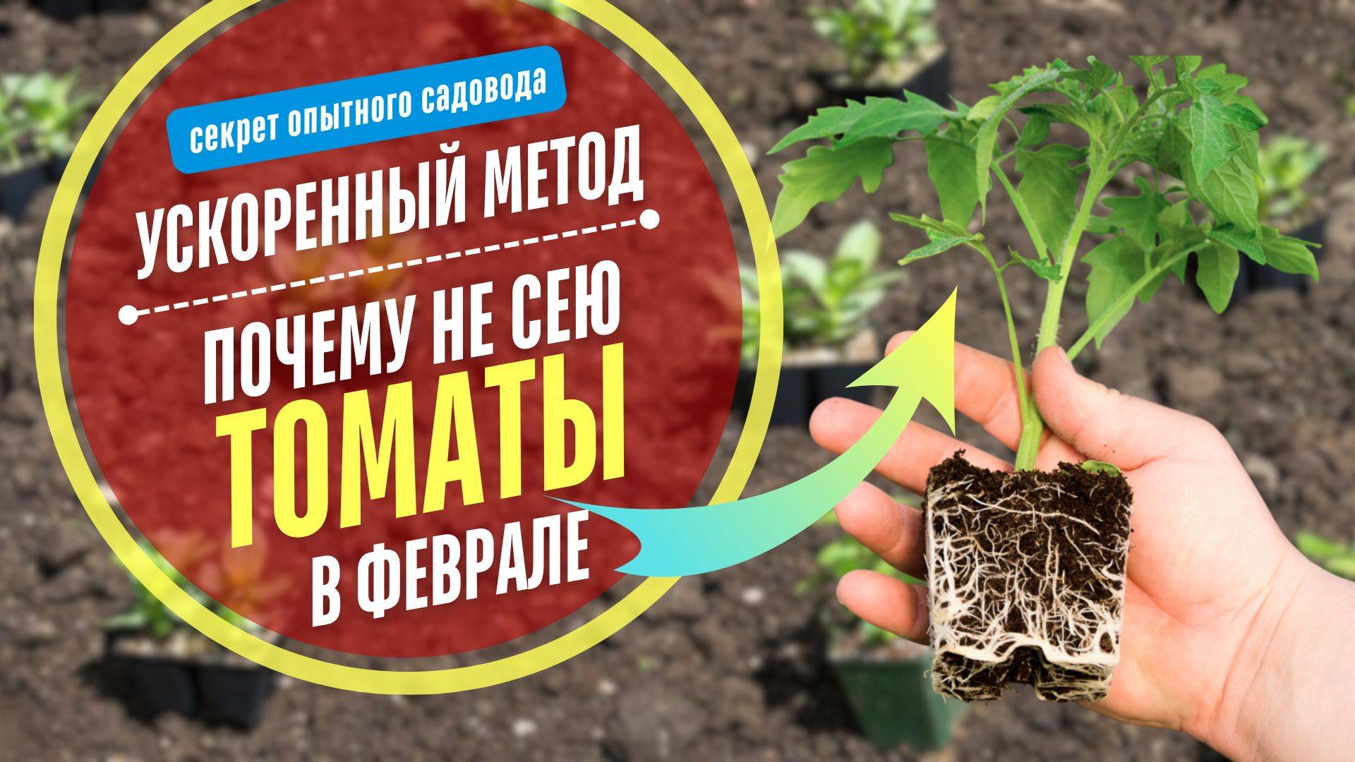 🌱🍅 ТОП-5 СОРТОВ томатов для апрельского посева! БЕЗ ПИКИРОВКИ