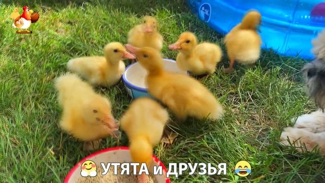 Утята с друзьями – мир нежных эмоций 🤗 эпизод (82)