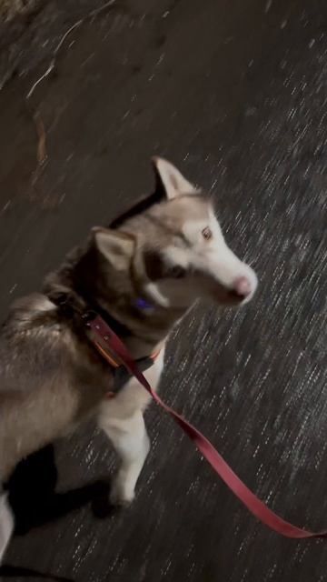 Прогулка под дождем #погода #shorts #village #хаски #дождь #деревня #husky