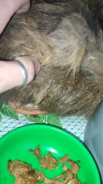 Сегодняшний квест...
Срезать жуткий корж на спине у Марибэлль