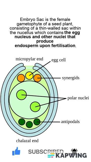 What is the embryo sac and it's function