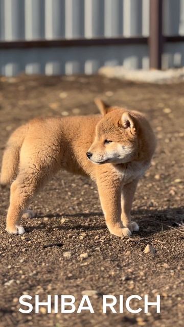 Щенки Сиба Ину SHIBA RICH