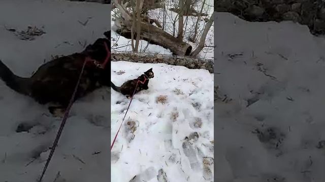 гульки