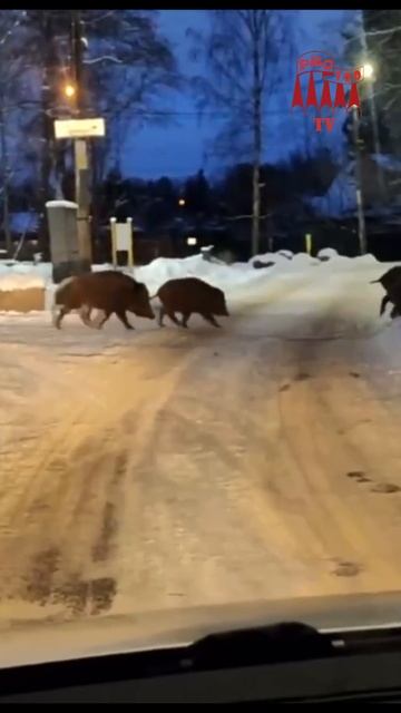 Стадо хряков было замечено в посёлке Лисий Нос.